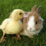 Chick-Bunny-Grass-Shelly-Frey-Psychic-Medium