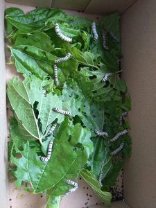 IMG_20170503_122643-min