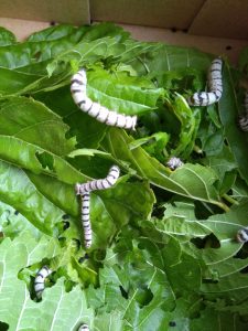 IMG_20170503_122649-min