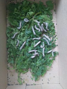 IMG_20170505_091311-min