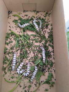 IMG_20170515_120848-min