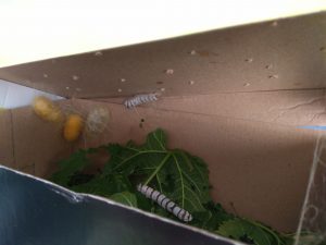 IMG_20170518_091334-min