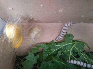 IMG_20170518_091414-min