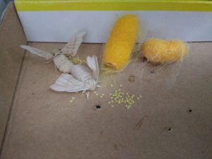 IMG_20170605_090535-min