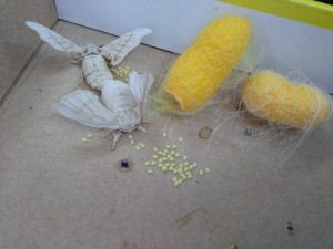 IMG_20170605_090709-min