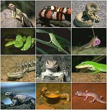 reptils