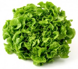 enciam-de-fulla-de-roure-blanc-48