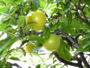 prunes2