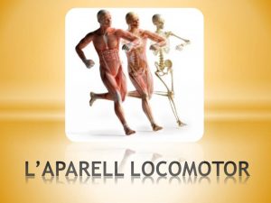 L’APARELL LOCOMOTOR