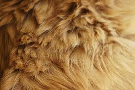 fur