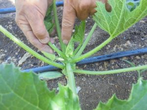 DSC01251.redimensionada