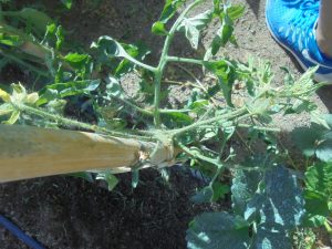 DSC01255.redimensionada