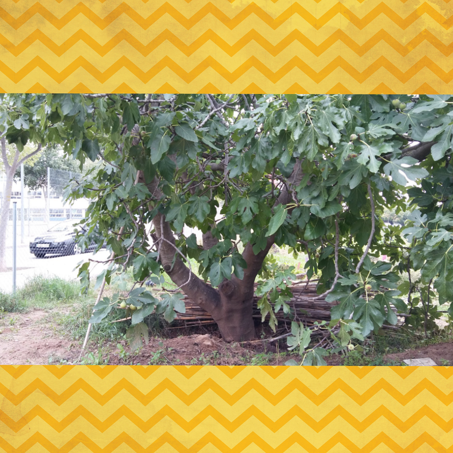 picsart_11-12-09-03-49-figuera-ok