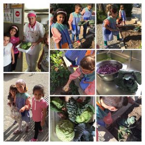 L'hort ültima collita d'estiu / primera collita de tardor