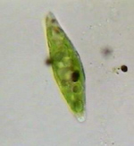 Euglena sp (alga unicel·lular)