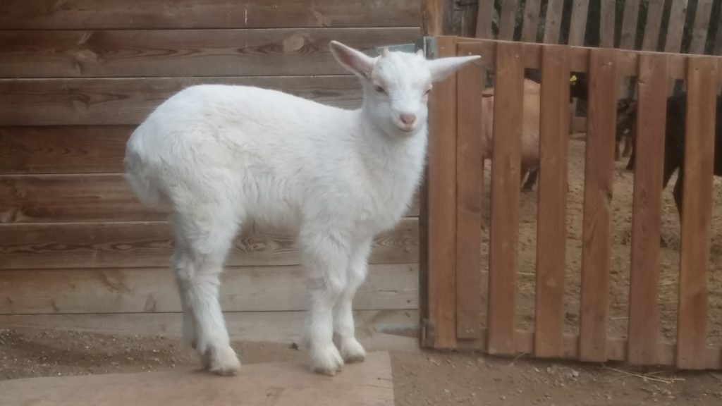 A LA GRANJA VAM VEURE CABRETES!!