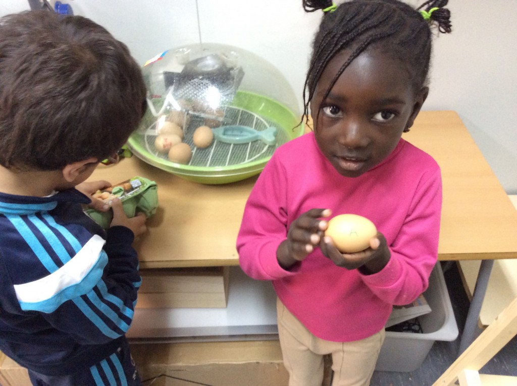 D'AQUÍ SORTIRÀ UN POLLET