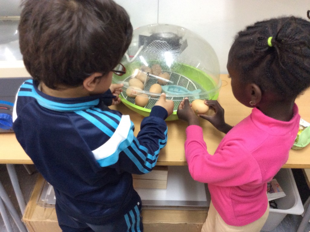 POSEM ELS OUS A LA INCUBADORA