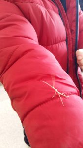 20170201_110452_2322x4128