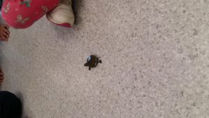 20170317_153333_4128x2322