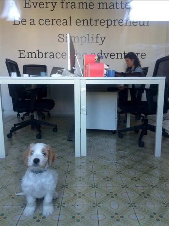 Barceloneando de Ana Sanchez Oficinas Dog Friendly En la foto Robe en las oficinas de Airbnb