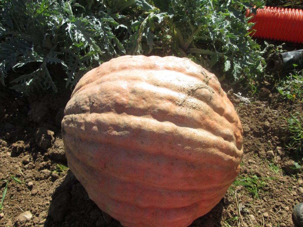 img_1485-iloveimg-compressed