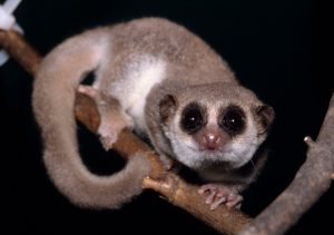 lemur