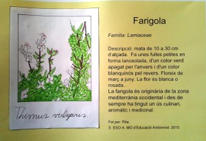 Farigola
