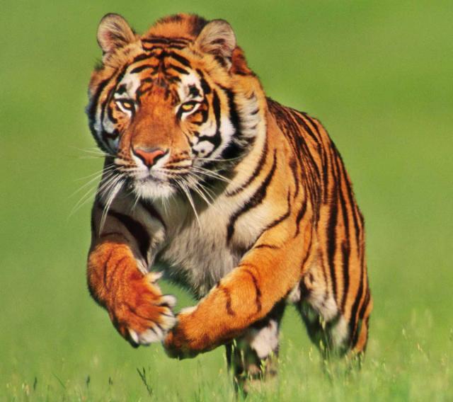 tigre de bengala corriendo