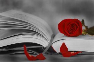 Rosa vermella en un llibre obert.