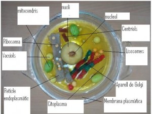 cèl·lula 3A 1ª meitat