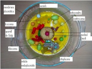 cèl·lula 3A 2ª meitat