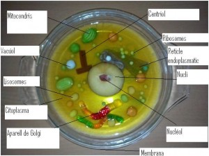 cèl·lula 3B 1ª meitat