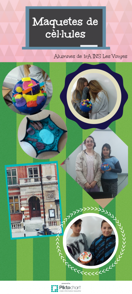 Maquetes de cèl·lules