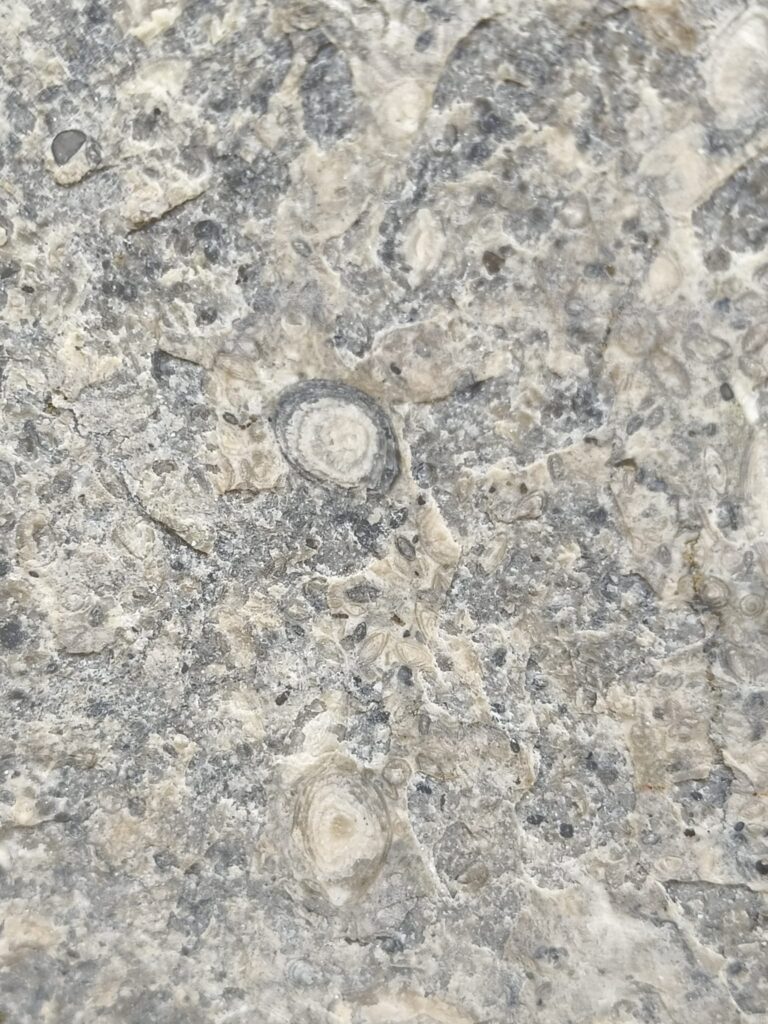 Nummulits en una roca calcària fossilífera