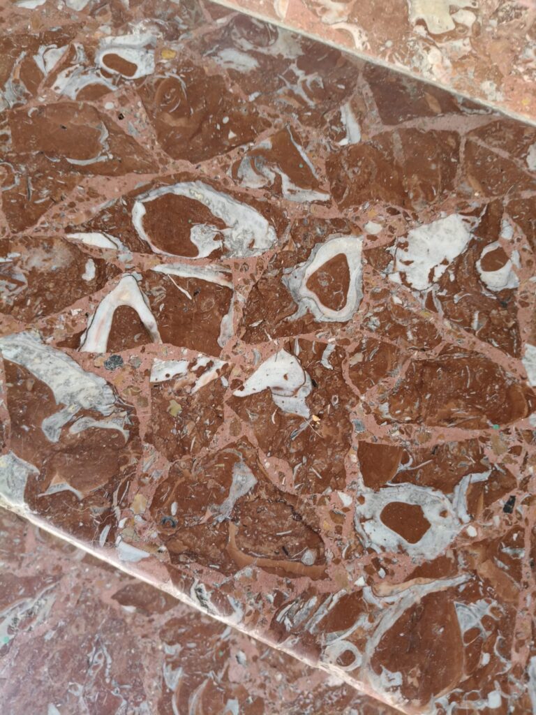 Rudistes en una roca calcària biostromal