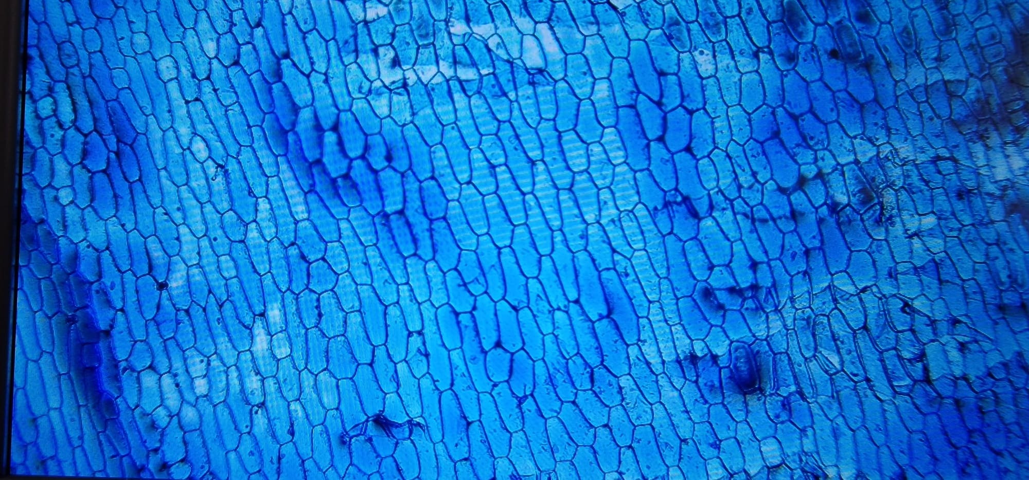 WhatsApp Image 2025-05-22 at 12.54.28 PM