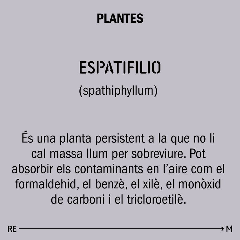 4E34 plantes espatifílium_resultat