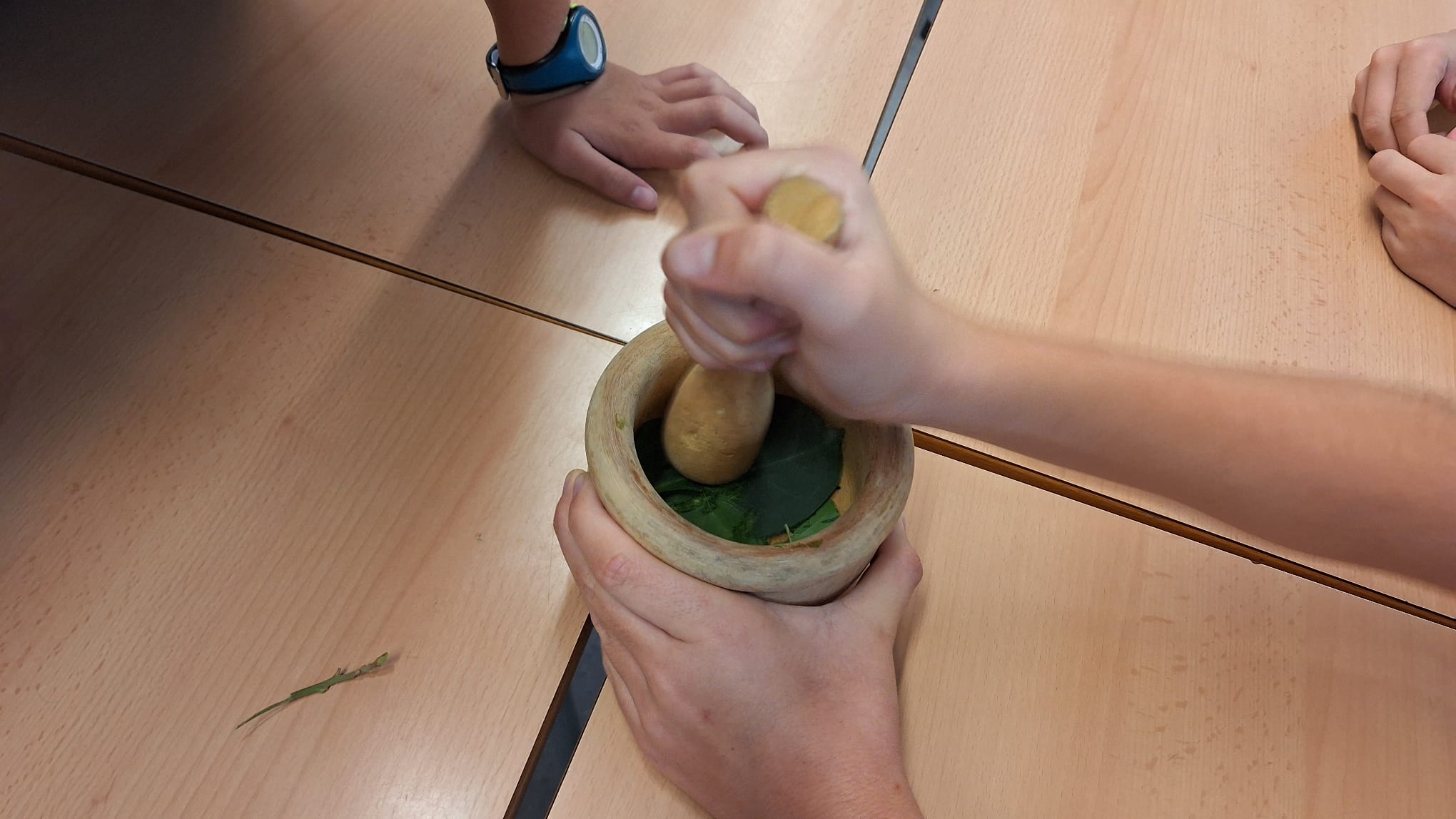 Clorofila-STEAM5 (5)