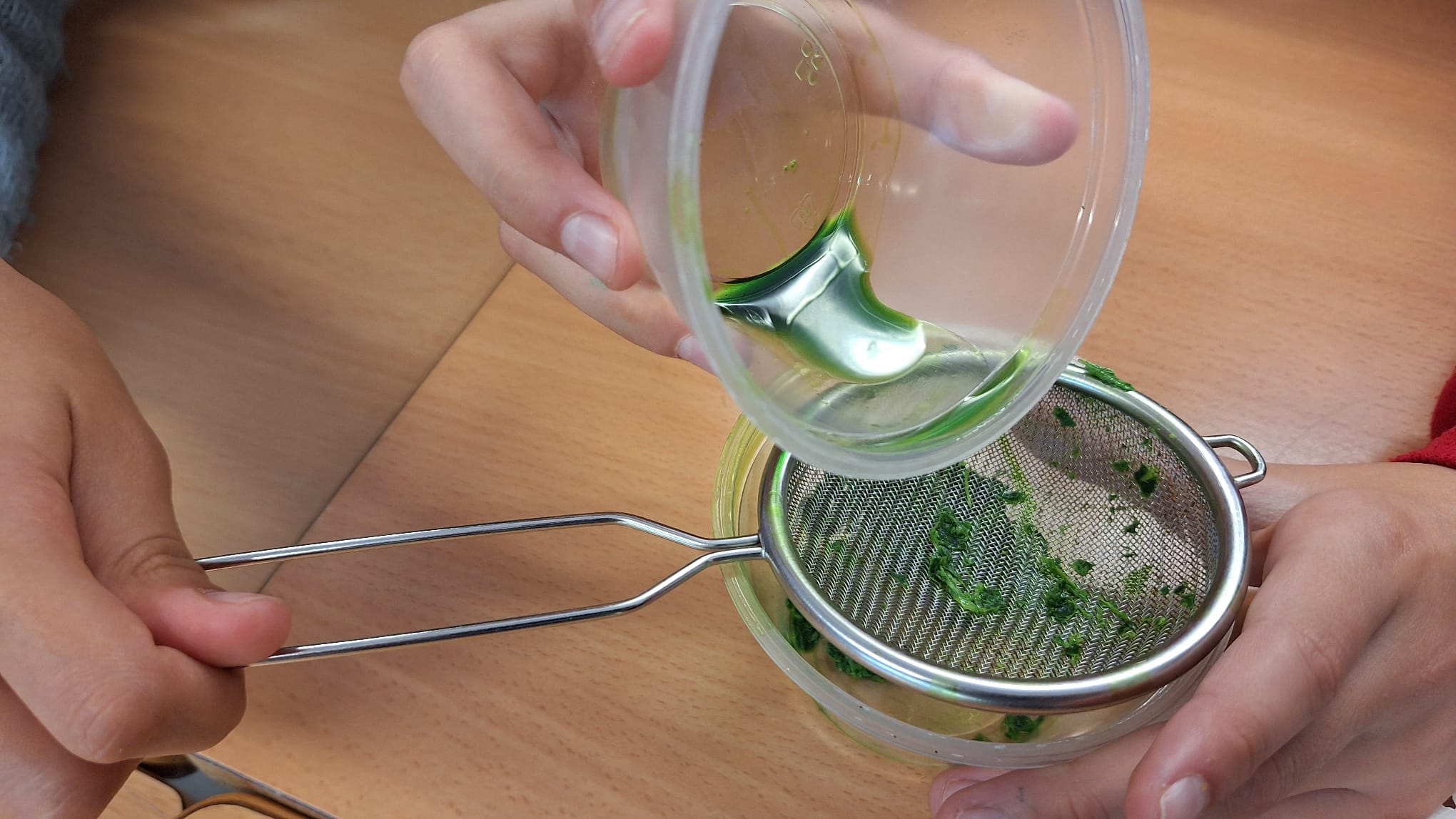 Clorofila-STEAM5 (6)