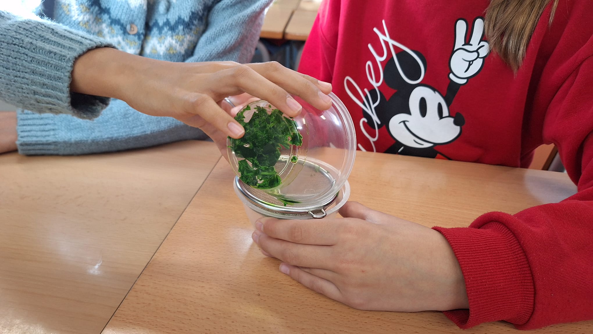 Clorofila-STEAM5 (7)