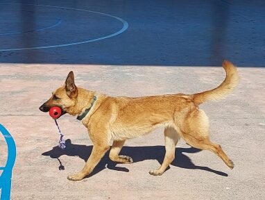 La Unitat Canina dels Mossos d'Esquadra ens visita.