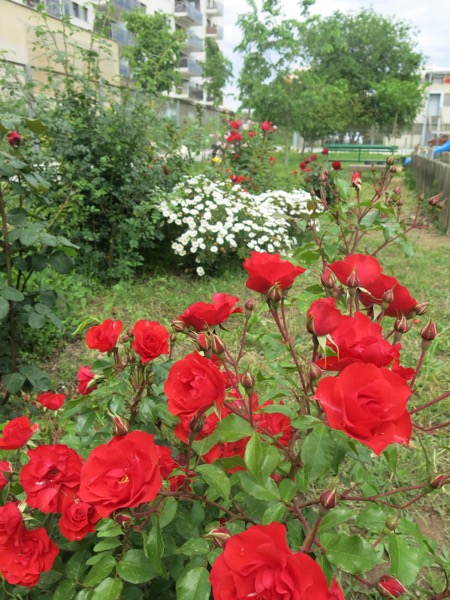 Rosers del jardí