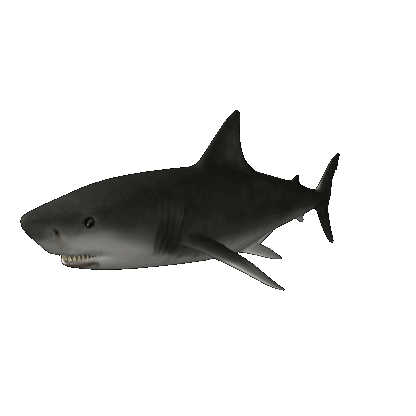 gifs-animados-tiburones-50148 | Escola La Ginesta