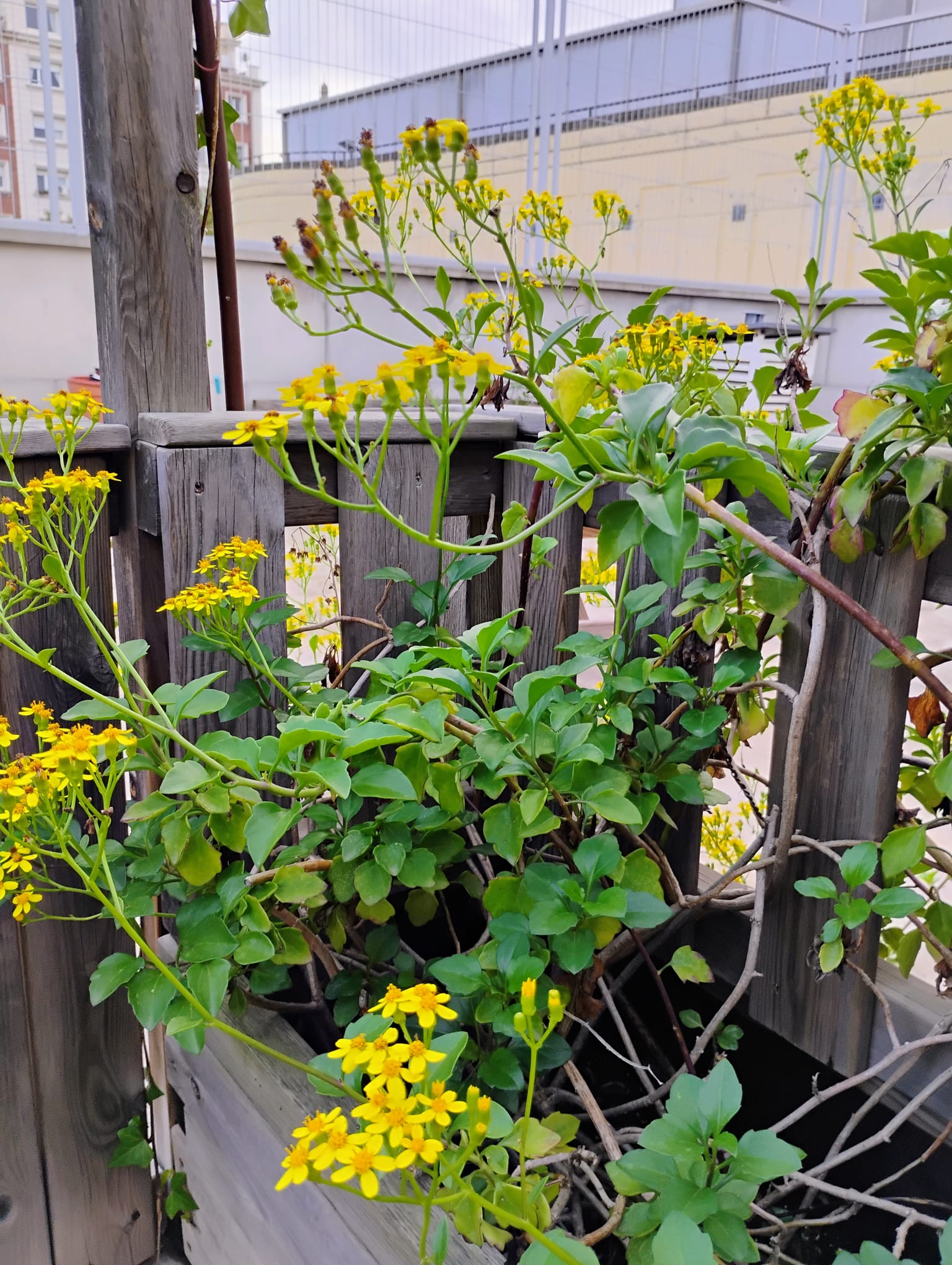 WhatsApp Image 2024-11-06 at 17.09.30