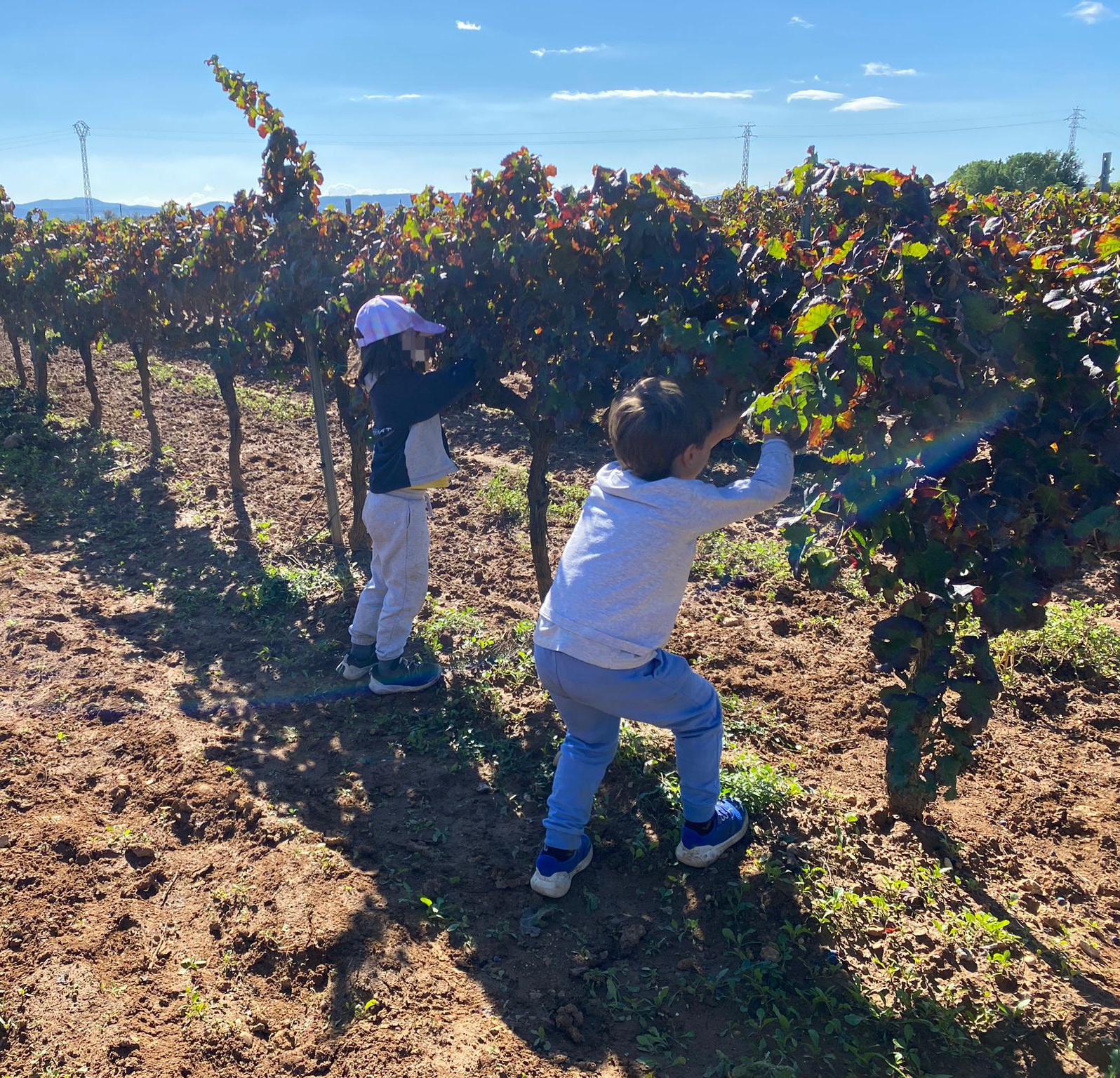 La verema 1r curs 24-25 (3)