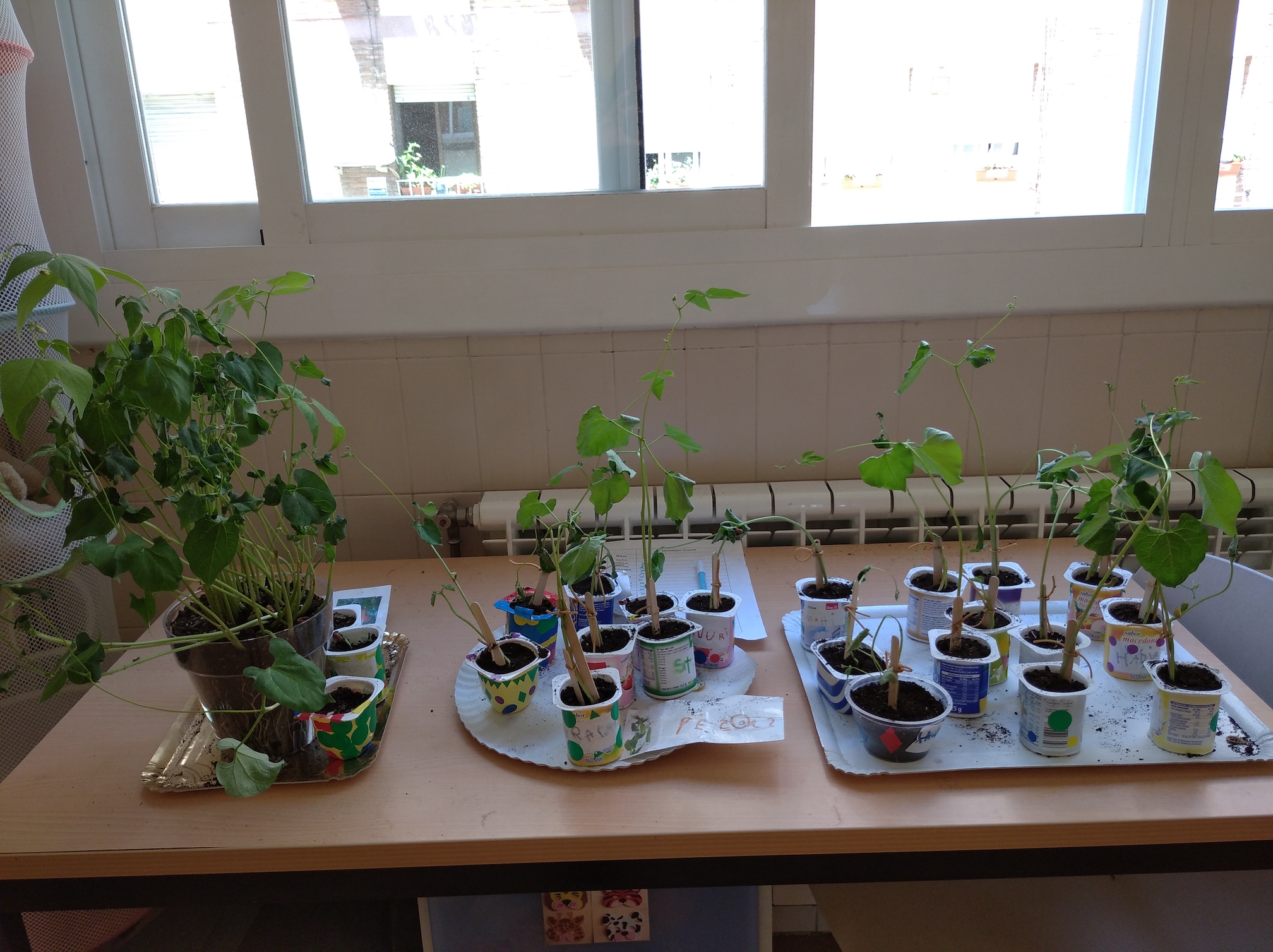 Còpia de IMG_20210609_141732