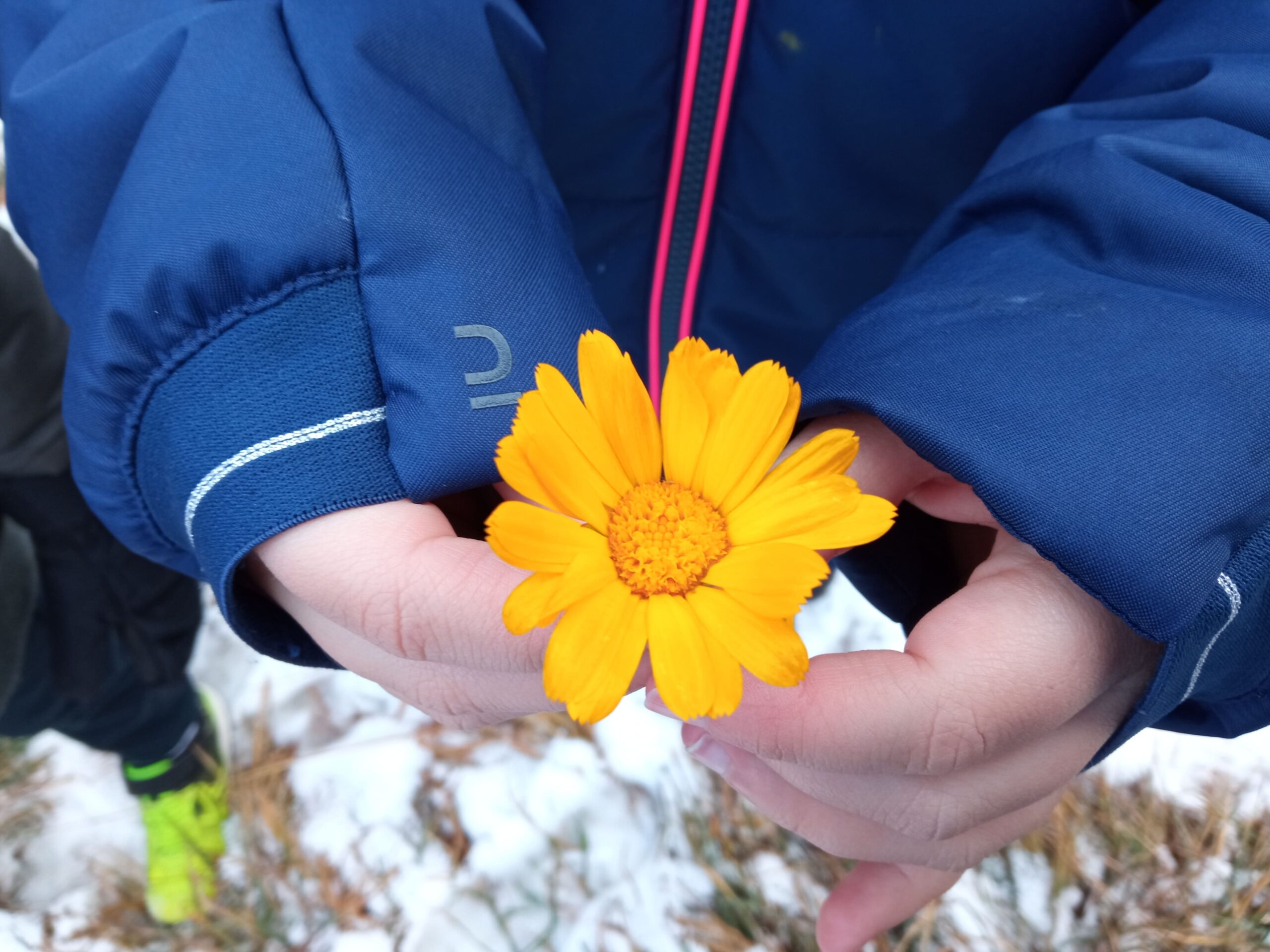 Pomada de calèndula