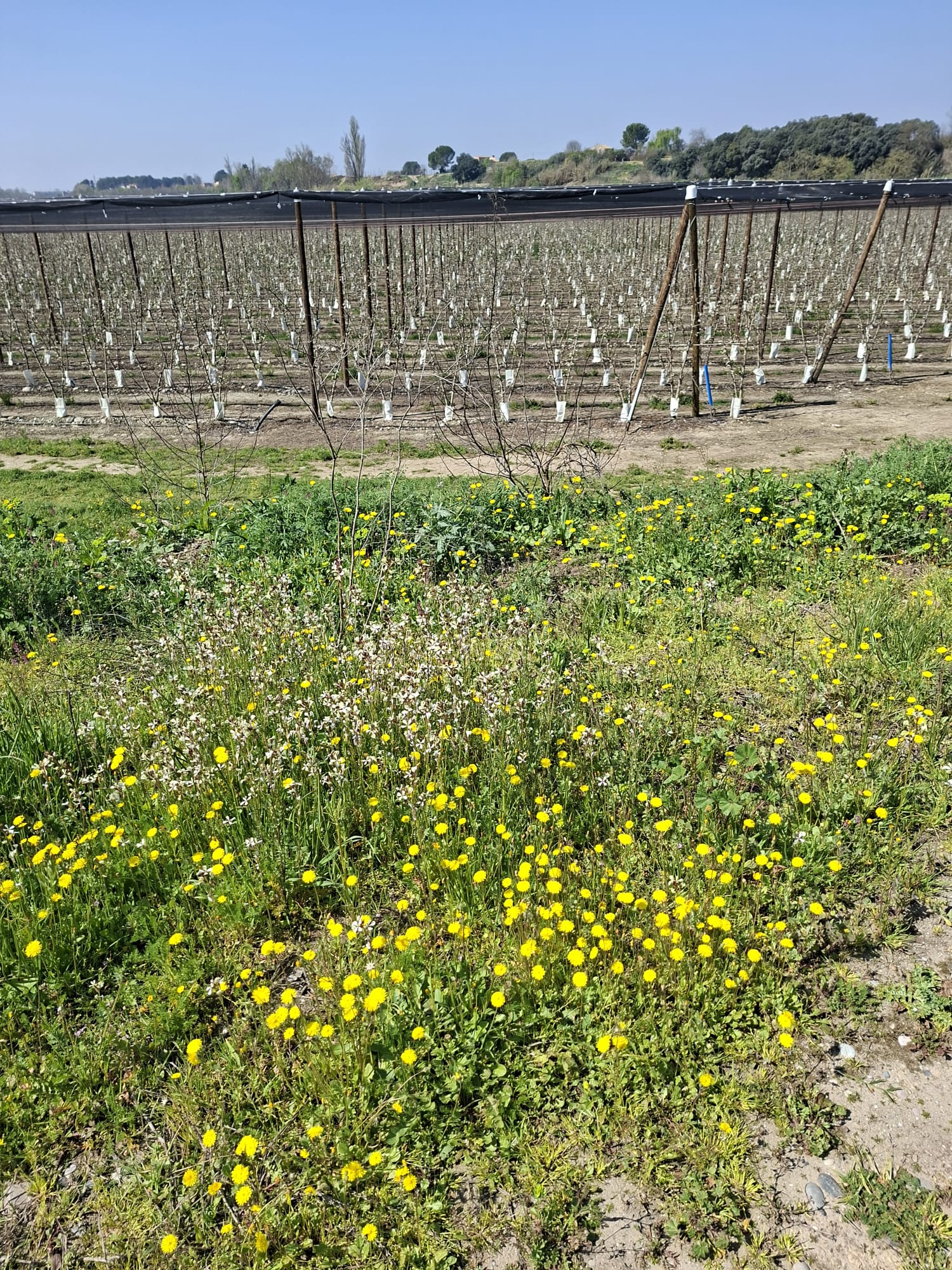 WhatsApp Image 2026-03-23 at 10.54.14 AM