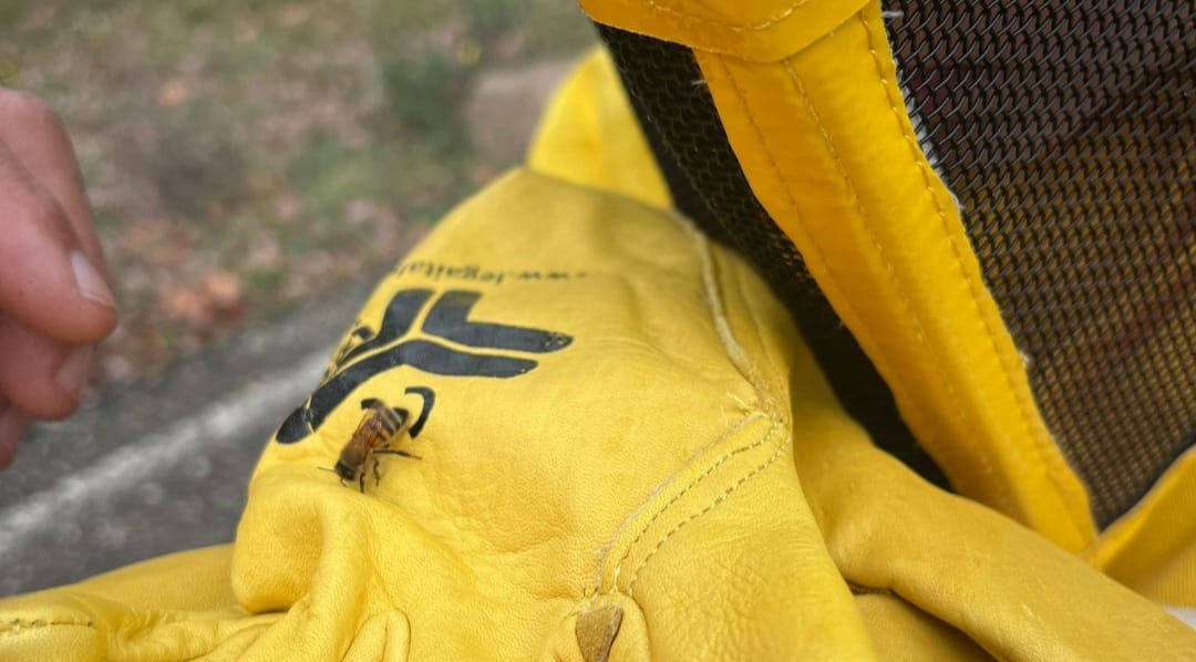 WhatsApp Image 2024-11-25 at 21.29.49